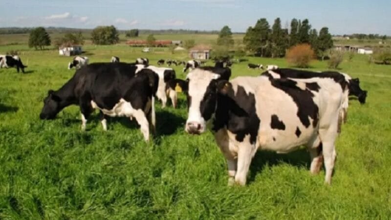 Seminário em Brasília vai discutir pecuária orgânica