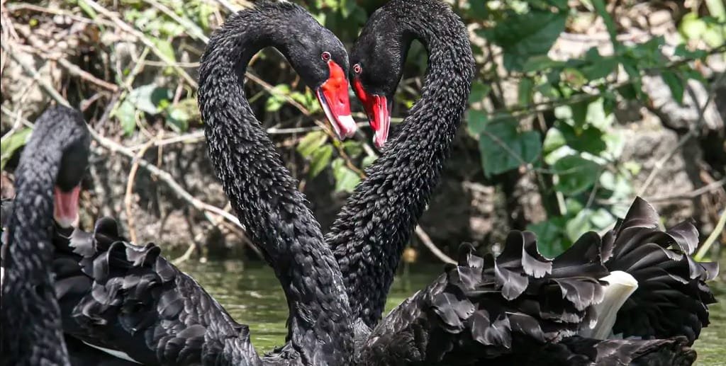 Casal cisne negro Zoológico de São Paulo Misto Brasil