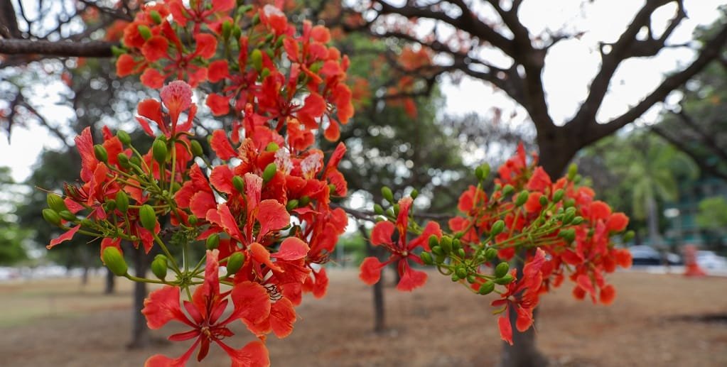Flamboyant Brasília colorido jardins Misto Brasil