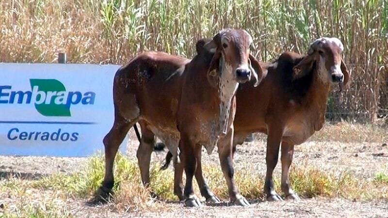 Leilão para venda de bovinos comerciais e leiteiro