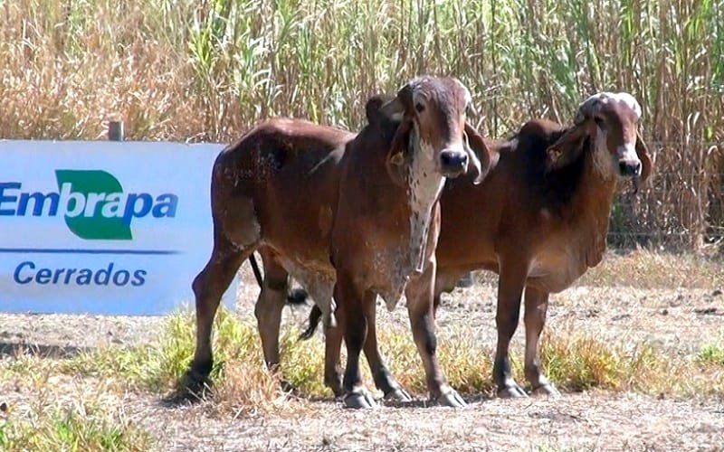 Gado raça zebuína leiteira Embrapa Misto Brasil