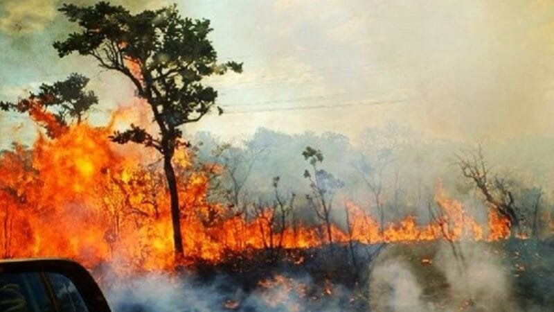 Homem acusado de botar fogo em reserva natural é preso