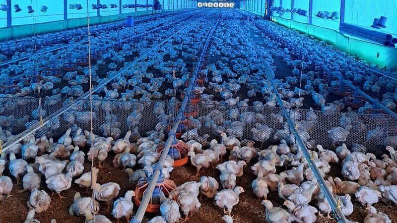 O futuro da avicultura será digital