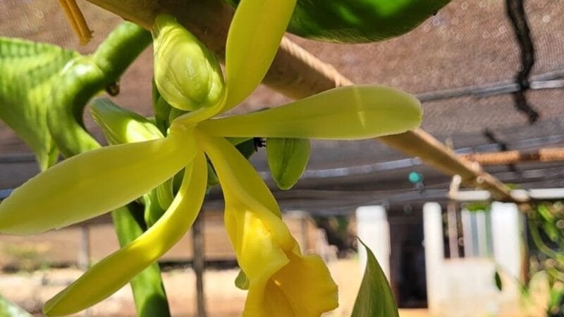 Embrapa Cerrado começou a pesquisar a cultura da baunilha