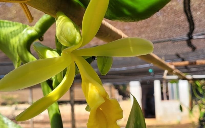 Flor da baunilha planta pesquisa Misto Brasil