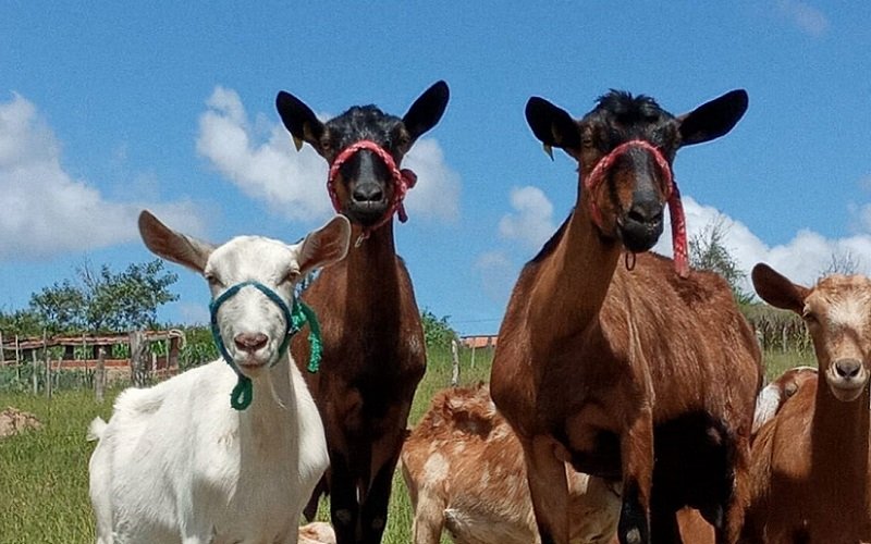 Cabras caprinocultura animais Misto Brasil