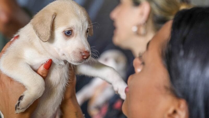 Filhotinho pronto para adoção na feira do Parque da Cidade, que chamou a atenção para a prevenção de câncâncer e cães e gatos/Joel Rodrigues/Agência Brasília