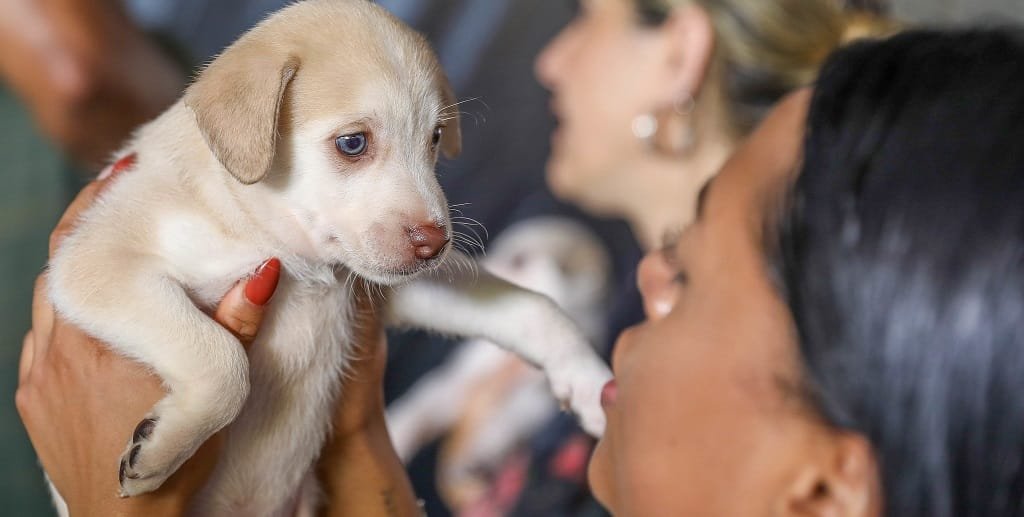 Cachorro filhote pet adoção Misto Brasil