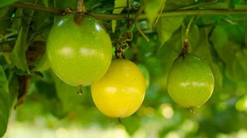 Área plantada de frutas cresceu 8,5% no Distrito Federal