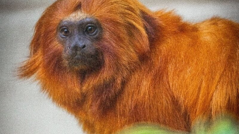 Ônibus de graça neste domingo para o zoológico