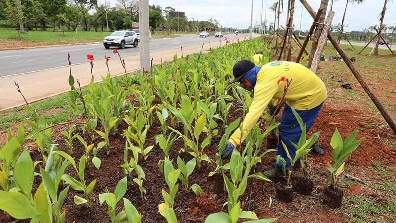 Projeto paisagístico do Viaduto do Sudoeste terá 7 mil árvores