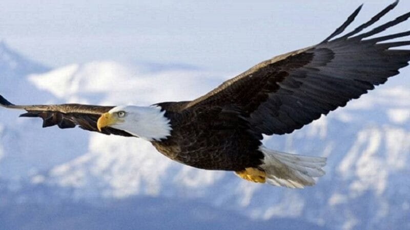 Águia americana agora é oficialmente a ave nacional dos EUA