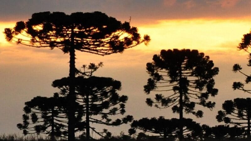 PV aciona STF contra o PL da Devastação