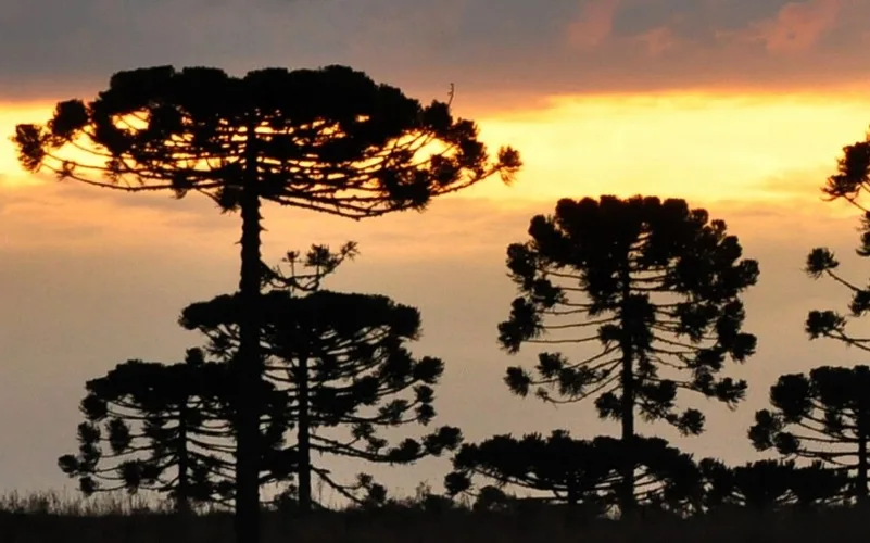 Araucária árvore Mata Atlântica Misto Brasil