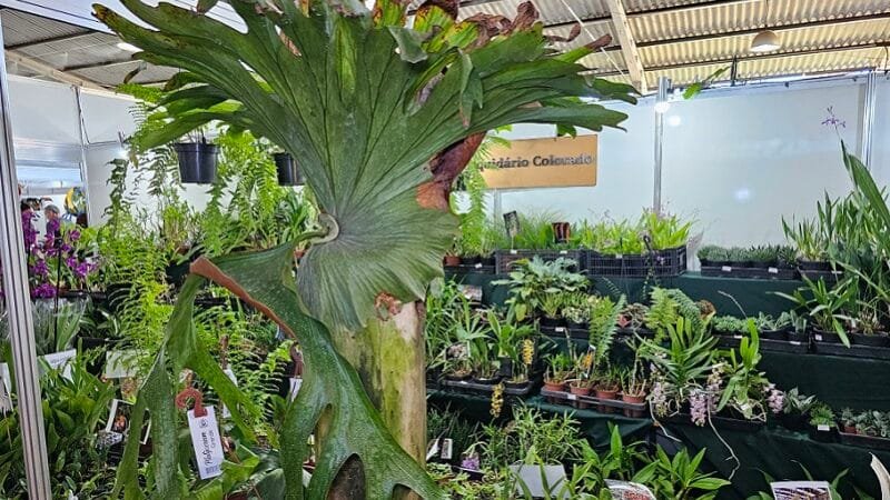 Samambaia gigante pode ser vista na FestFlores