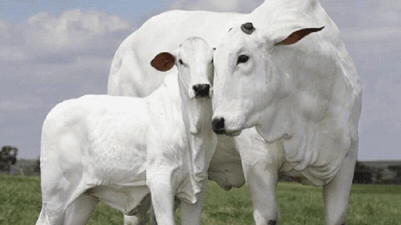 Exportação de gado em pé está em expansão