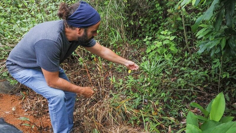 Programa valoriza biodiversidade com plantas do Cerrado