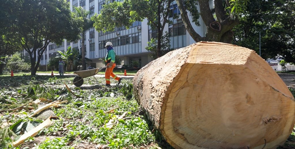 Árvore caída tempestade DF Misto Brasil