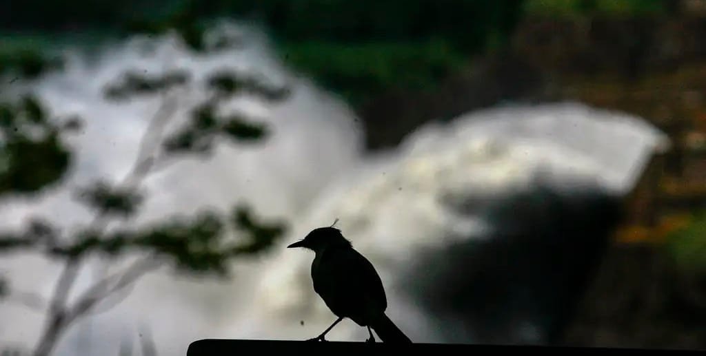 Foz do Iguaçu comportas de Itaipu pássaro Misto Brasil