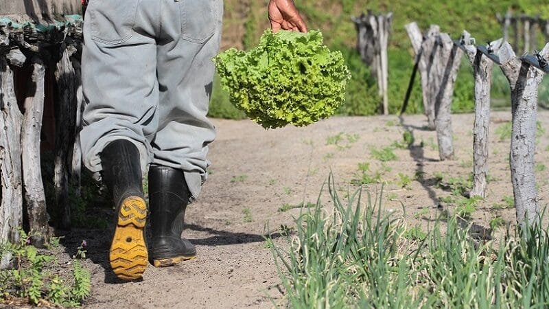 Agroamigo concedeu R$ 8,6 bilhões em crédito em 2024