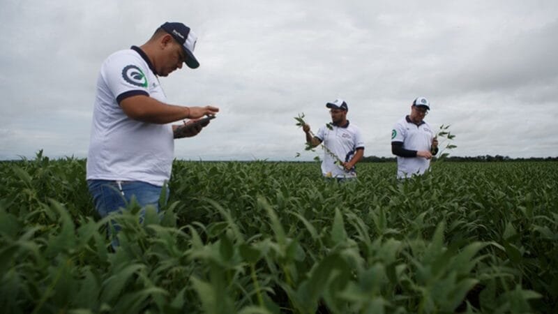 Maior safra de soja da história do Brasil está a caminho
