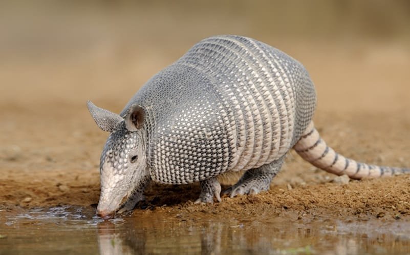 Tatu espécie ameaçada fauna brasileira Misto Brasil