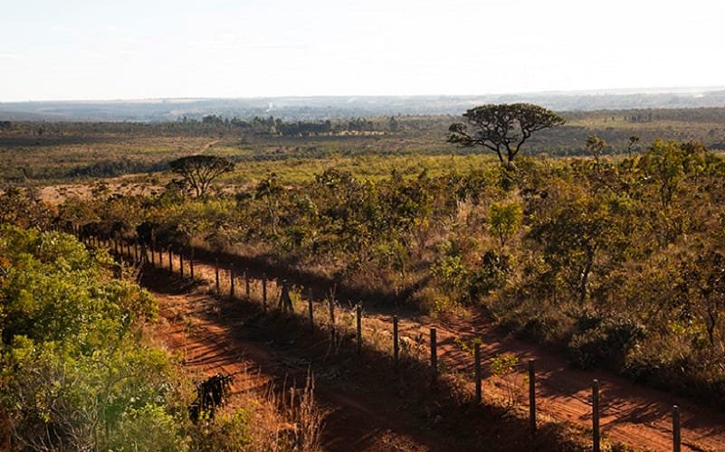 Reserva Ecológica do IBGE Cerrado DF Misto Brasil