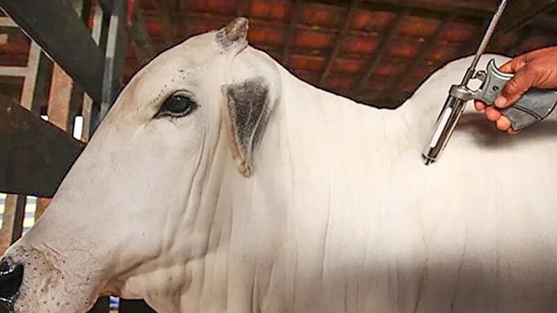 Rejeitado projeto que proíbe marcação de gado a ferro quente