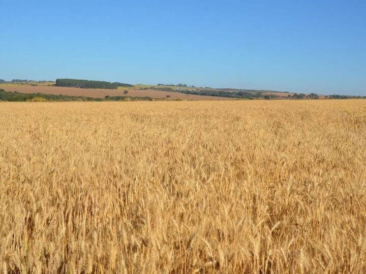 Trigo russo e a posição estratégica para o Brasil