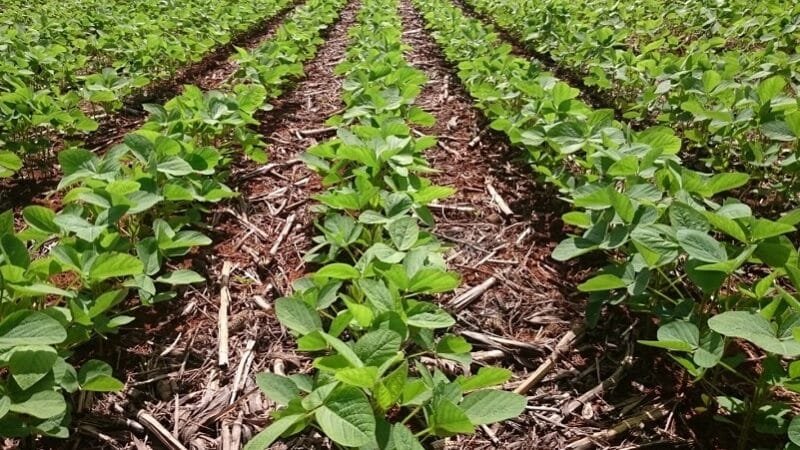 Embrapa Cerrados: a conservação do solo e da água