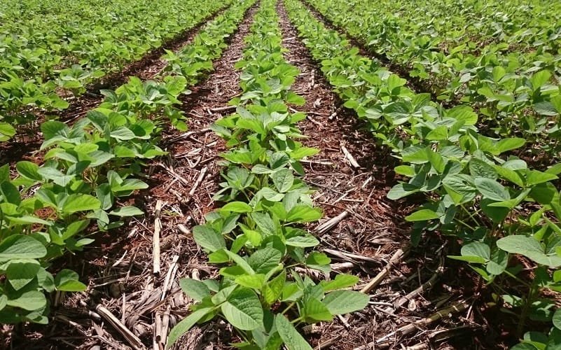 Agricultura conservação do solo Misto Brasil