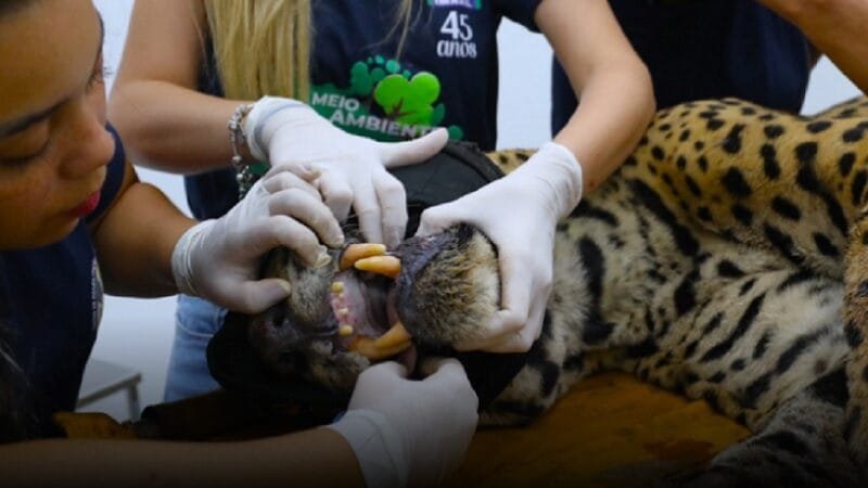 Onça-pintada que matou caseiro está num centro de animais