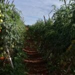 Valor bruto da agropecuária do DF alcança R$ 5,8 bilhões