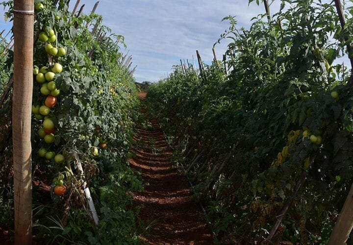 Valor bruto da agropecuária do DF alcança R$ 5,8 bilhões