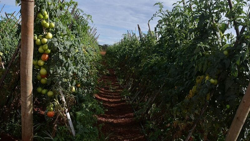 Planaltina de Goiás é destaque na produção de tomate