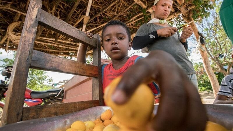 Samambaia recebe o projeto Cerrado Vivo