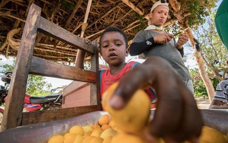 Cerrado criança fruta pequi Misto Brasil