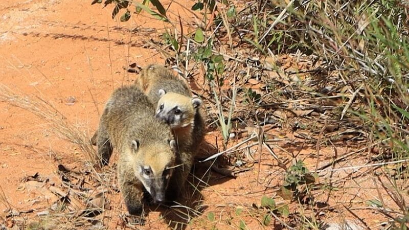 Animais devolvidos à natureza após reabilitados