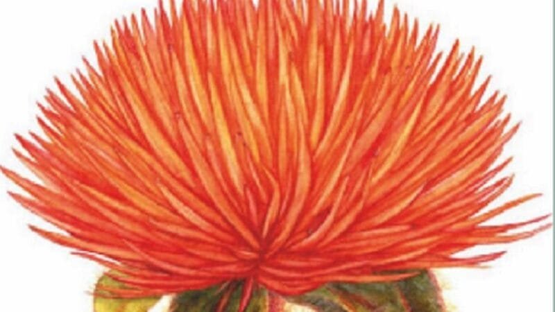 Exposição sobre botânica continua na Thomas Jefferson