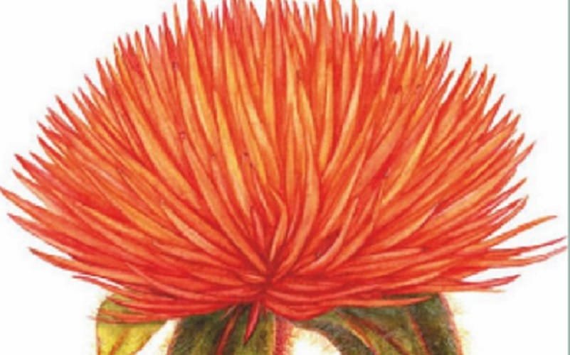 Botânica pintura exposição Misto Brasil