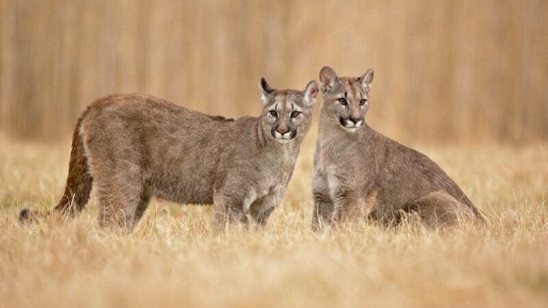 Reunião no Lago Norte para explicar aparecimento de onças pardas