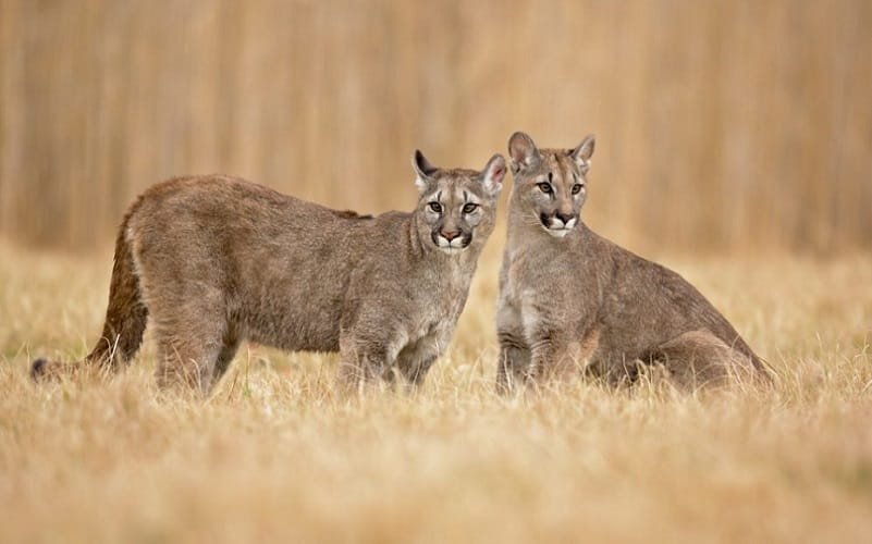 Onça parda ou suçuarana ou puma fauna Misto Brasil