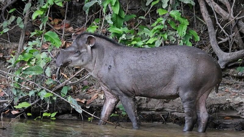 Pesquisa científica confirma importância ecológica da anta