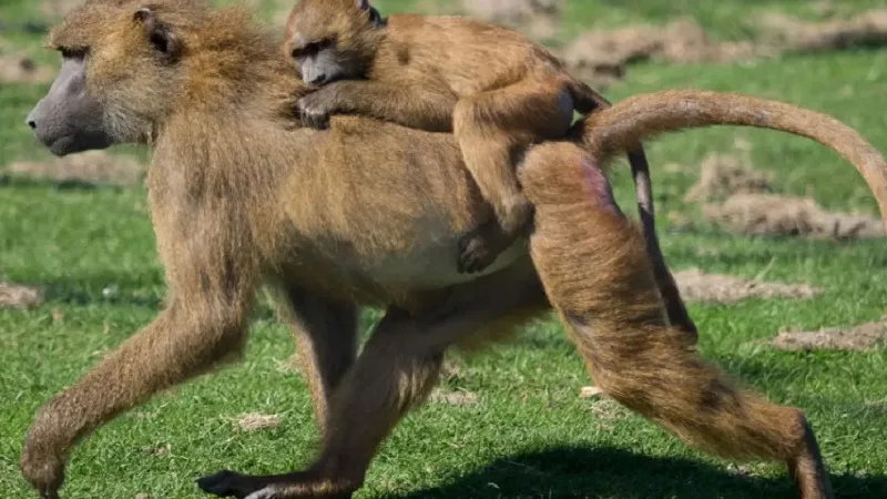Protestos após zoo matar 12 babuínos saudáveis