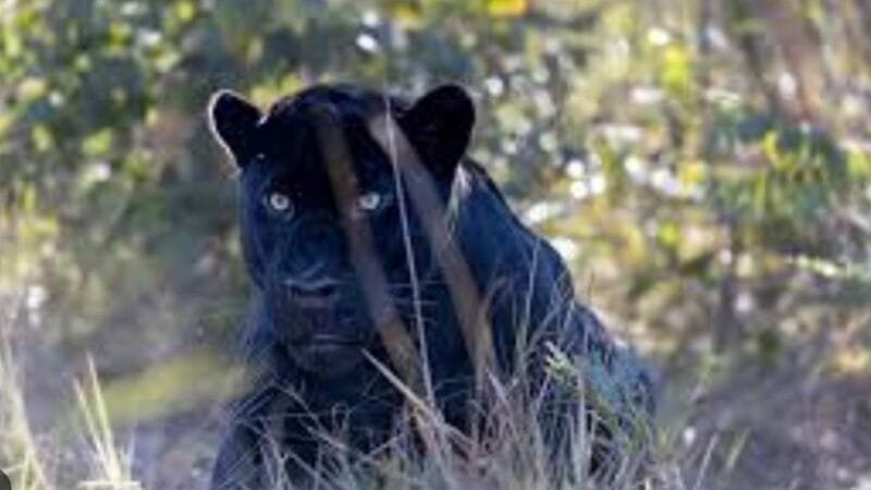 Quatro países podem ter um corredor da vida selvagem