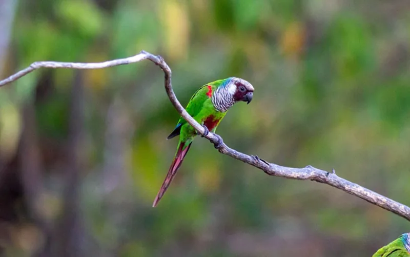 Periquito cara-suja fauna extinção natureza Misto Brasil