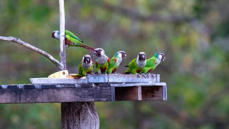 Periquitos cara-suja são soltos após 114 anos de desaparecimento