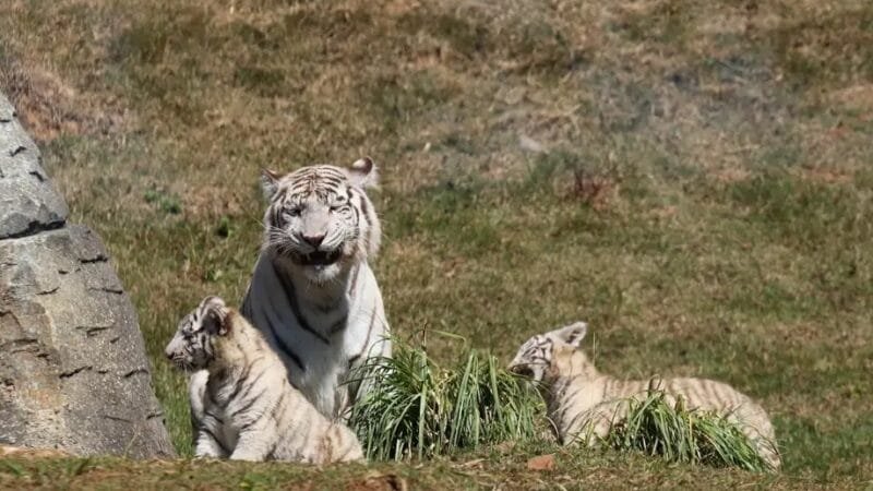 Tigresa branca Indira aparece com dois filhotes no zoológico Animália Park, em Cotia, São Paulo/Rovena Rosa