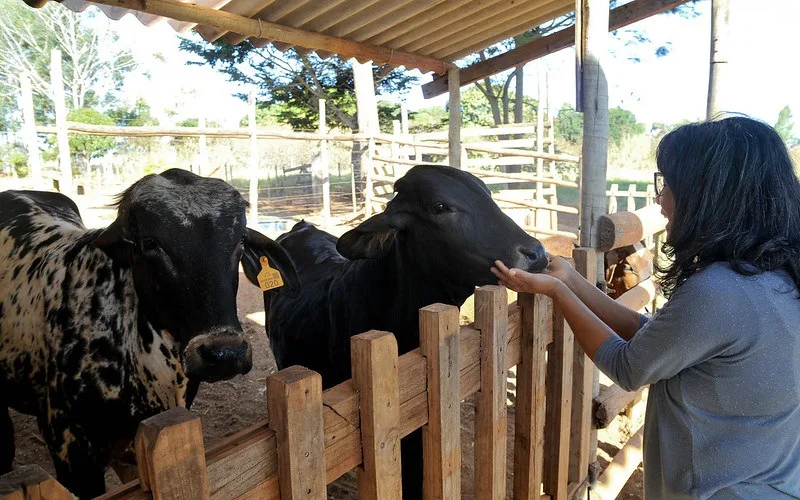 Produtora rural Maria Aparecida Pereira DF Misto Brasil