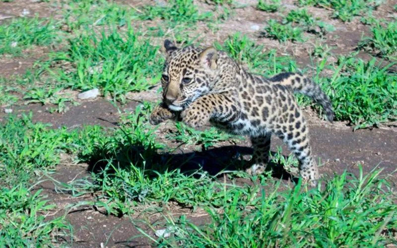 Onça-pintada filhote Yuzu México Misto Brasil
